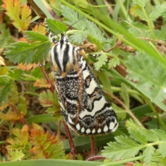 Apina callisto (Pasture Day Moth) at Bass Gardens Park, Griffith - 9 Apr 2020 by GeoffRobertson