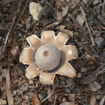 Geastrum sp. (genus) (An earthstar) at Ngunnawal, ACT - 6 Apr 2020 by GeoffRobertson