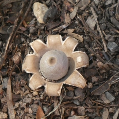 Geastrum sp. (Geastrum sp.) at Ngunnawal, ACT - 6 Apr 2020 by GeoffRobertson