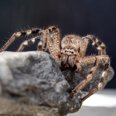 Neosparassus calligaster (Beautiful Badge Huntsman) at Macgregor, ACT - 9 Apr 2020 by Roger