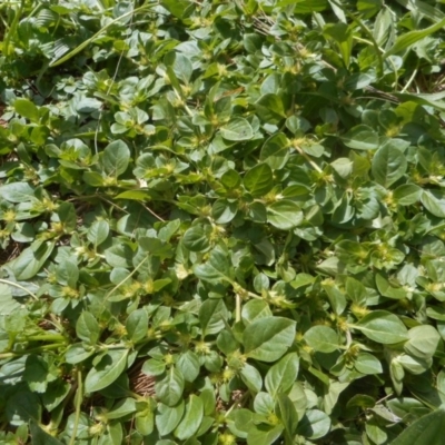 Alternanthera pungens (Khaki Weed) at Acton, ACT - 15 Mar 2020 by JBrickhill