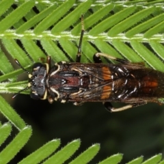 Pergagrapta sp. (genus) (A sawfly) at Ainslie, ACT - 8 Apr 2020 by jbromilow50