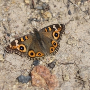 Junonia villida at Jerrabomberra, NSW - 7 Apr 2020 11:56 AM