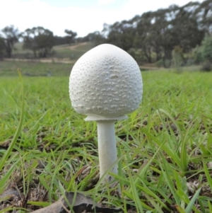 Macrolepiota dolichaula at Yass River, NSW - 7 Apr 2020