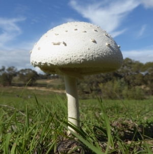 Macrolepiota dolichaula at Yass River, NSW - 7 Apr 2020