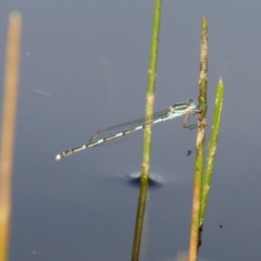 Austrolestes leda (Wandering Ringtail) at Rugosa - 7 Apr 2020 by SenexRugosus