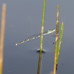 Austrolestes leda at Yass River, NSW - 7 Apr 2020