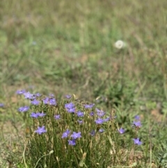 Wahlenbergia sp. (Bluebell) at Fraser, ACT - 24 Mar 2020 by noodles