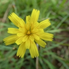 Hypochaeris radicata (Cat's Ear, Flatweed) at Yass River, NSW - 5 Apr 2020 by SenexRugosus