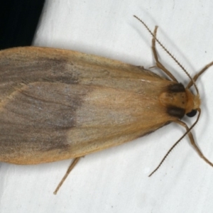 Threnosia heminephes at Ainslie, ACT - 6 Apr 2020