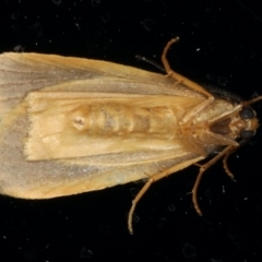 Threnosia heminephes at Ainslie, ACT - 6 Apr 2020