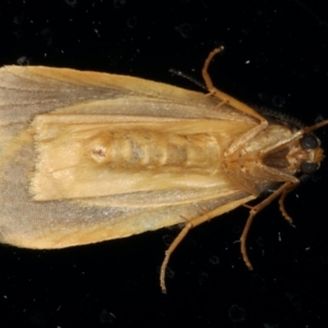 Threnosia heminephes at Ainslie, ACT - 6 Apr 2020