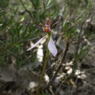 Eriochilus cucullatus (Parson's Bands) at Theodore, ACT - 9 Apr 2020 by owenh