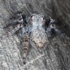 Servaea sp. (genus) (Unidentified Servaea jumping spider) at Mount Ainslie - 6 Apr 2020 by jb2602