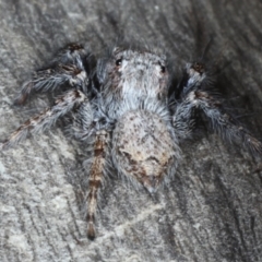 Servaea sp. (genus) (Unidentified Servaea jumping spider) at Ainslie, ACT - 6 Apr 2020 by jb2602