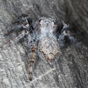 Servaea sp. (genus) at Ainslie, ACT - 6 Apr 2020