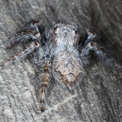 Servaea sp. (genus) (Unidentified Servaea jumping spider) at Mount Ainslie - 6 Apr 2020 by jb2602