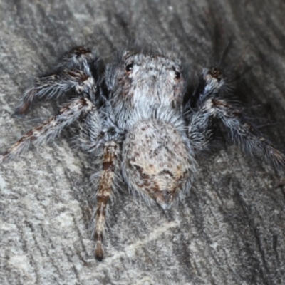 Servaea sp. (genus) (Unidentified Servaea jumping spider) at Ainslie, ACT - 6 Apr 2020 by jb2602