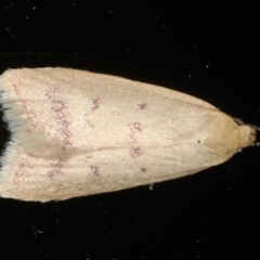 Heteroteucha occidua (A concealer moth (Wingia group)) at Ainslie, ACT - 6 Apr 2020 by jb2602