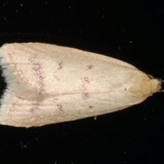 Heteroteucha occidua (A concealer moth) at Ainslie, ACT - 6 Apr 2020 by jbromilow50