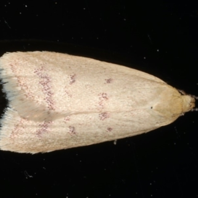 Heteroteucha occidua (A concealer moth (Wingia group)) at Ainslie, ACT - 6 Apr 2020 by jb2602