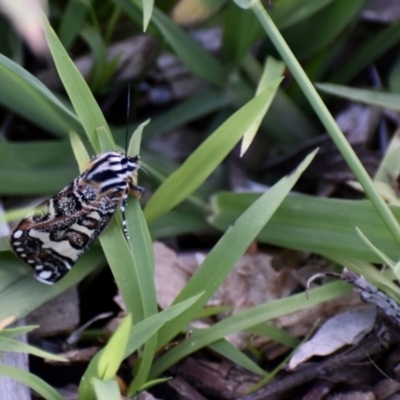 Apina callisto (Pasture Day Moth) at Weston, ACT - 8 Apr 2020 by AliceH