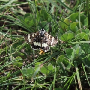 Apina callisto at Amaroo, ACT - 9 Apr 2020