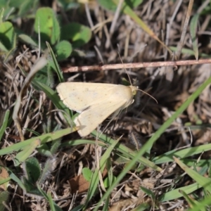 Helicoverpa (genus) at Throsby, ACT - 9 Apr 2020 12:27 PM