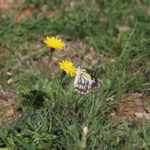 Belenois java at Throsby, ACT - 9 Apr 2020 12:30 PM