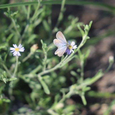 Zizina otis (Common Grass-Blue) at Amaroo, ACT - 9 Apr 2020 by Tammy