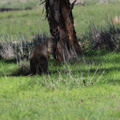 Wallabia bicolor (Swamp Wallaby) at Mulligans Flat - 9 Apr 2020 by Tammy
