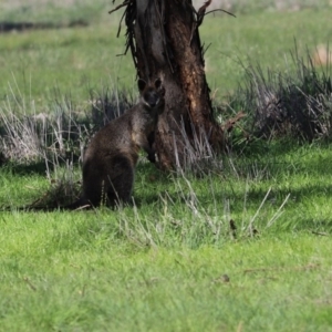 Wallabia bicolor at Throsby, ACT - 9 Apr 2020