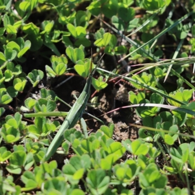 Acrida conica (Giant green slantface) at Throsby, ACT - 9 Apr 2020 by Tammy