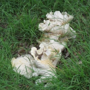 Omphalotus nidiformis at Molonglo Valley, ACT - 9 Apr 2020