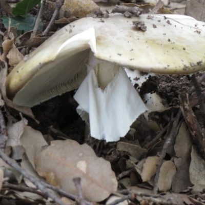 Amanita phalloides (Death Cap) at Molonglo Valley, ACT by SandraH