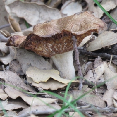 Unidentified Fungus at Molonglo Valley, ACT - 9 Apr 2020 by SandraH