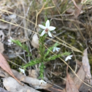 Rhytidosporum procumbens at Lower Boro, NSW - 29 Sep 2019 04:27 PM