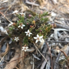 Rhytidosporum procumbens at Lower Boro, NSW - 29 Sep 2019 04:27 PM