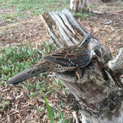 Cinclosoma punctatum (Spotted Quail-thrush) at Lower Boro, NSW - 19 Apr 2016 by mcleana