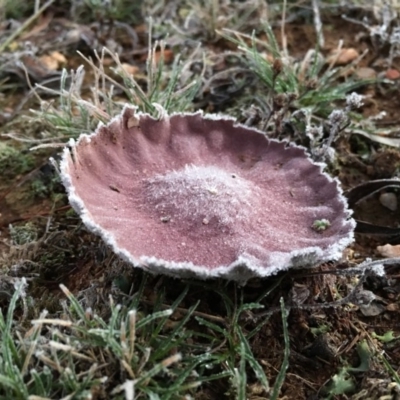 Calvatia cyathiformis at Goulburn Mulwaree Council - 12 Jun 2016 by mcleana