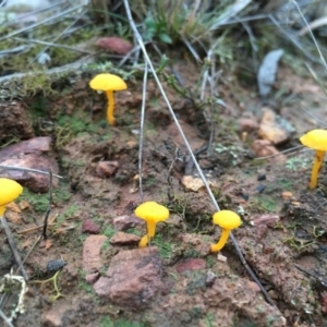 Lichenomphalia chromacea at Lower Boro, NSW - 26 Jun 2016