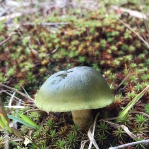 Cortinarius austrovenetus at Lower Boro, NSW - 10 Jul 2016