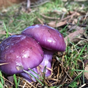 Cortinarius archeri s.l. at Lower Boro, NSW - 25 Jul 2016 01:27 PM