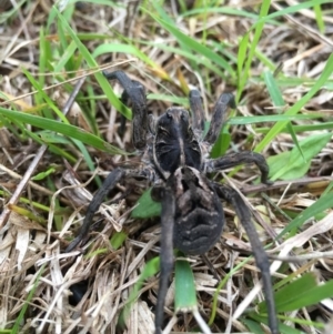 Tasmanicosa sp. (genus) at Lower Boro, NSW - 27 Jun 2016 03:58 PM