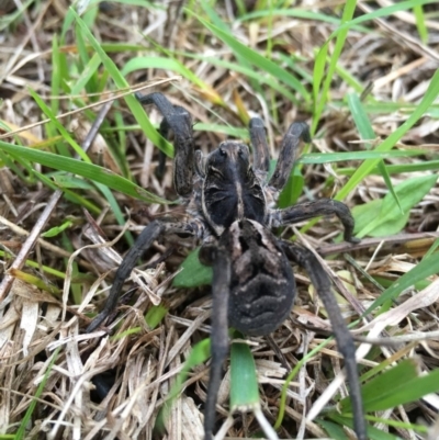 Tasmanicosa sp. (genus) (Tasmanicosa wolf spider) at Lower Boro, NSW - 27 Jun 2016 by mcleana