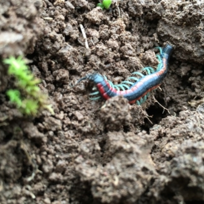 Scolopendra laeta (Giant Centipede) at Lower Boro, NSW - 10 Jul 2016 by mcleana