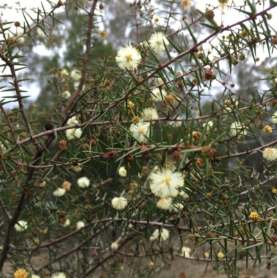 Acacia genistifolia (Early Wattle) at Lower Boro, NSW - 11 Jul 2016 by mcleana