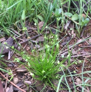 Isolepis levynsiana at Majura, ACT - 9 Apr 2020