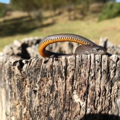 Hemiergis talbingoensis (Three-toed Skink) at Lower Boro, NSW - 11 Jul 2016 by mcleana