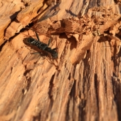 Aphneope sericata (Longhorn beetle) at Lower Boro, NSW - 26 Jul 2016 by mcleana